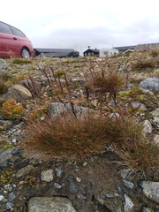 Festuca vivipara
