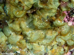 Lobophora canariensis