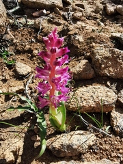 Lachenalia splendida