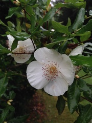 Eucryphia