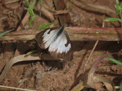 Belenois aurota