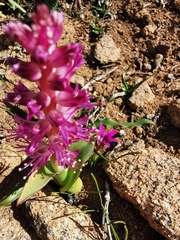 Lachenalia splendida