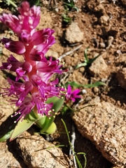 Lachenalia splendida
