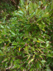 Coprosma chathamica