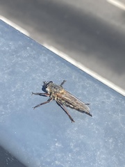 Promachus vexator