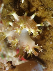 Marionia elongoreticulata