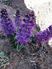 Lachenalia splendida