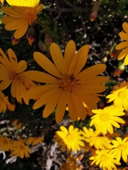 Crassothonna floribunda