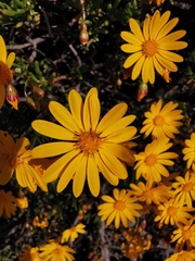 Crassothonna floribunda