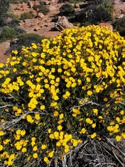 Crassothonna floribunda