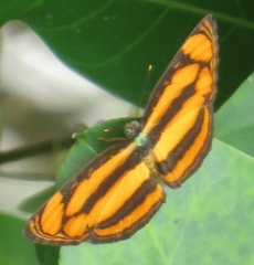 Pantoporia paraka