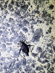 Meloimorpha japonica