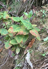 Melampsora hypericorum