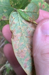 Melampsora hypericorum