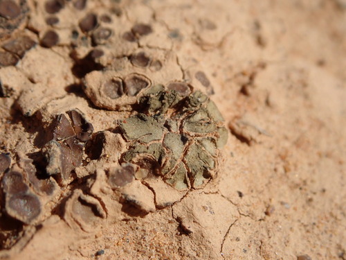 Heppia lutosa