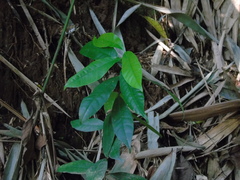 Syzygium polyanthum