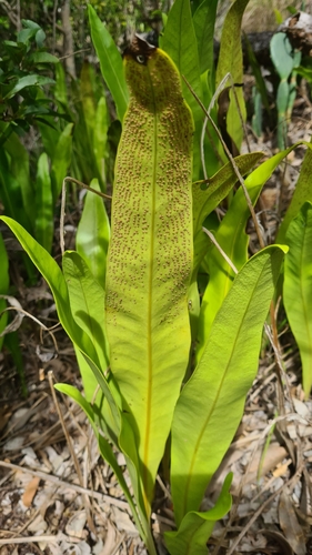 Microsorum punctatum