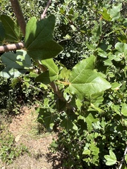 Acer monspessulanum