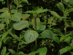 Coleus monostachyus