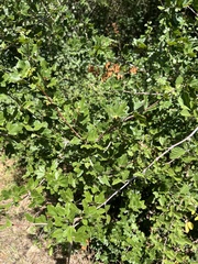 Acer monspessulanum