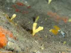 Axinella verrucosa
