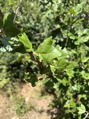 Acer monspessulanum