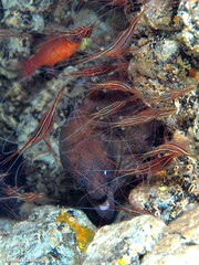 Gymnothorax unicolor