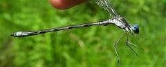 Lestes forcipatus