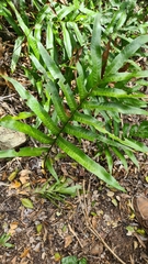 Leptochilus ellipticus