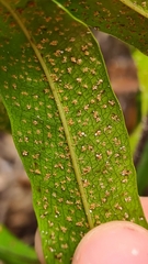 Leptochilus ellipticus