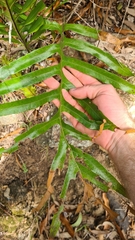 Leptochilus ellipticus