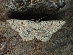 Cyclophora pendularia