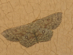 Cyclophora pendularia