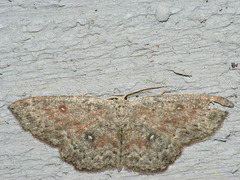 Cyclophora pendularia