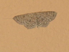 Cyclophora pendularia