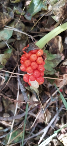 Image of Arum korolkowii by no rights reserved