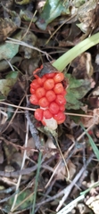 Arum korolkowii