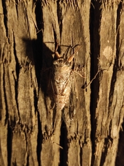Cicada mordoganensis