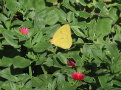 Catopsilia florella