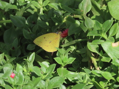 Catopsilia florella