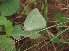 Catopsilia florella