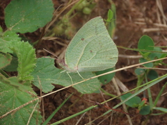 Catopsilia florella