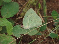 Catopsilia florella