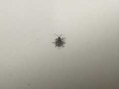 Calomycterus setarius