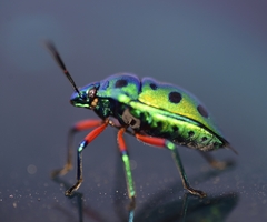 Calliphara