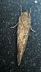 Syncometes vilis
