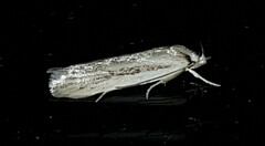 Philobota bathrophaea