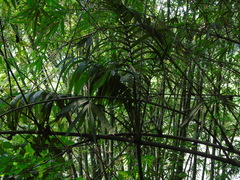 Areca