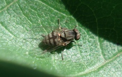 Lindneromyia dorsalis