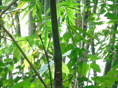Areca